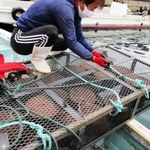 肥料を入れた金属製の籠を準備する育波浦漁協の漁師＝２０２０年11月、淡路市育波（淡路市提供）