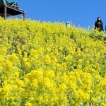 色鮮やかな菜の花に囲まれ、散策を楽しむ来園者ら＝神戸市須磨区緑台、神戸総合運動公園「コスモスの丘」