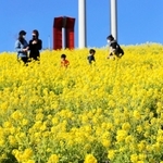 色鮮やかな菜の花に囲まれ、散策を楽しむ来園者ら＝神戸市須磨区緑台、神戸総合運動公園「コスモスの丘」