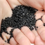 「淡路中甲高黄」の種＝南あわじ市八木養宜中、南淡路農業改良普及センター