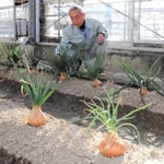 「淡路中甲高黄」の種からできた母球。採種して更新する＝南あわじ市八木養宜中、淡路農業技術センター温室