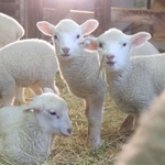 公開が始まった子ヒツジ。もりもり干し草を食べて成長中＝２１日午後、神戸市灘区六甲山町