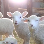 公開が始まった子ヒツジ。もりもり干し草を食べて成長中＝２１日午後、神戸市灘区六甲山町