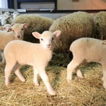 公開が始まった子ヒツジ。もりもり干し草を食べて成長中＝２１日午後、神戸市灘区六甲山町