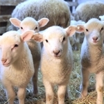 公開が始まった子ヒツジ。もりもり干し草を食べて成長中＝２１日午後、神戸市灘区六甲山町