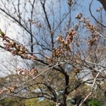 「開花」したものの、まだつぼみの多い神戸の標本木＝２４日午前、神戸市立王子動物園（撮影・長嶺麻子）