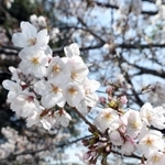 標本木のそばで花を咲かせるソメイヨシノ＝２４日午前、神戸市立王子動物園（撮影・長嶺麻子）