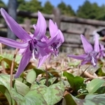 陽光を浴び、咲き誇るカタクリ＝神戸市灘区六甲山町、六甲高山植物園