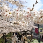 散策を楽しむ花見客の頭上を覆うソメイヨシノ＝２７日午後、宝塚市栄町１