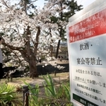 散策での花見を促す夙川河川敷緑地の看板。遊歩道にはロープの柵が設けられた＝２７日午後、西宮市内（撮影・吉田敦史）