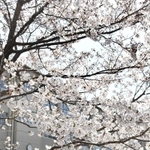 児童や住民らが思いを寄せる「彩花桜」＝神戸市須磨区竜が台６、竜が台小学校