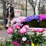 色とりどりの花で彩られた通学路＝神戸市須磨区竜が台６