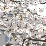 児童や住民らが思いを寄せる「彩花桜」＝神戸市須磨区竜が台６、竜が台小学校