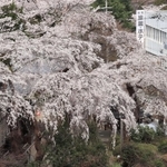春らんまんの温泉街を彩るイトザクラ＝神戸市北区有馬町、善福寺