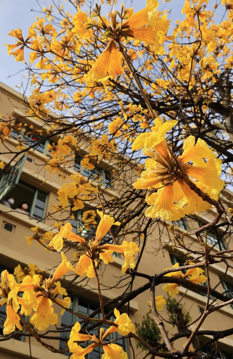 総合 神戸の街角 ブラジル色に 植樹されたイペが開花 神戸新聞next 総合 神戸の街角 ブラジル色に 植樹されたイペが開花 神戸新聞next