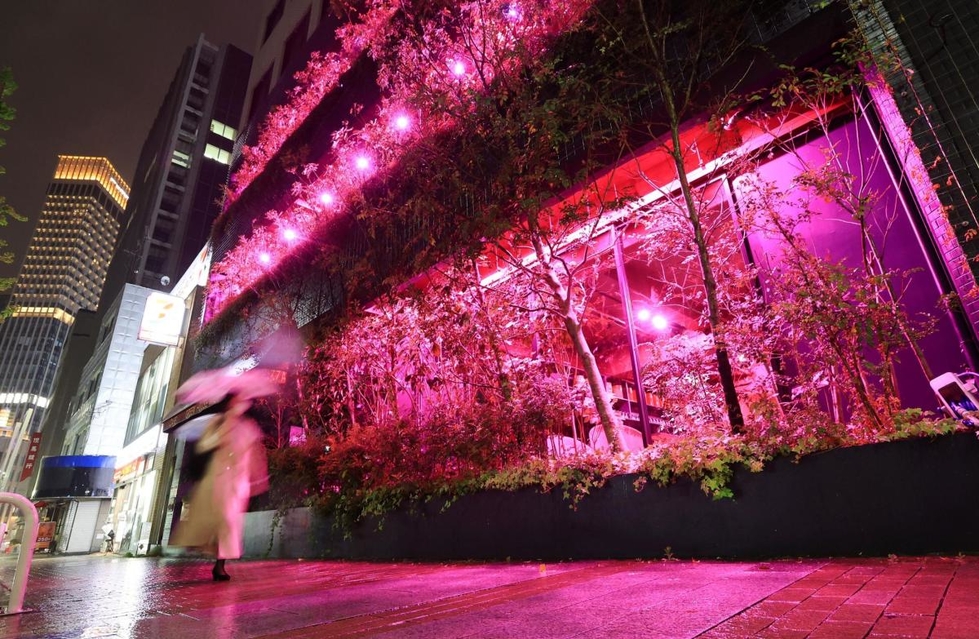 神戸新聞next 総合 赤紫色の光 街角を彩る 閉店のカフェレストランで植物にライト照射