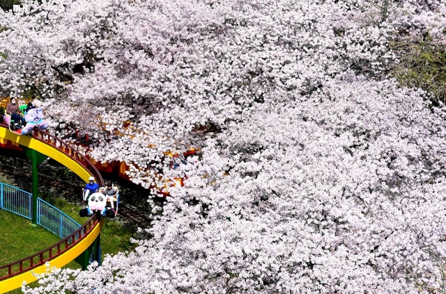 満開の桜の中で乗り物に乗って楽しむ親子連れ＝神戸市灘区王子町３、王子動物園
