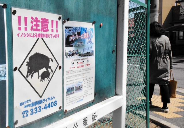 イノシシに注意を呼び掛ける住宅街の公報板。人身被害の件数は目に見えて減っている＝神戸市東灘区