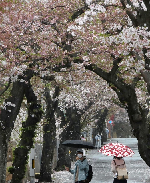 雨に打たれ、花びらを舞い散らせるソメイヨシノ＝４日午後、神戸市灘区