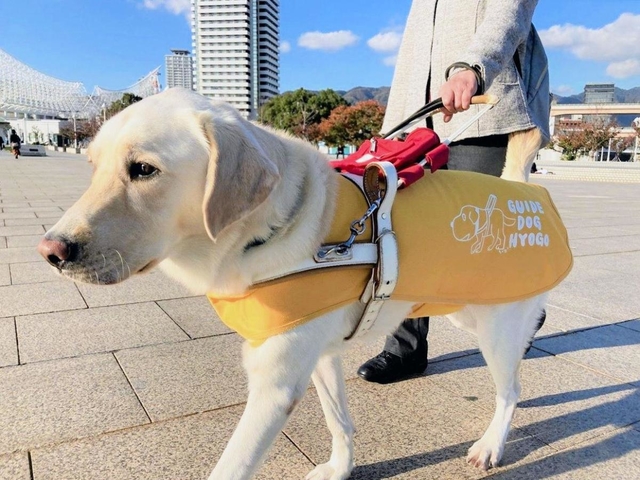 神戸市内で活動する盲導犬＝神戸市中央区
