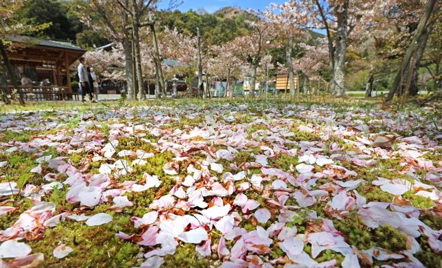 空を舞った花びらが地面へ。見頃は早くも終わろうとしている＝高砂市阿弥陀町地徳