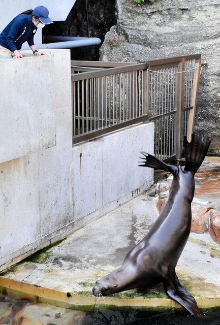 倒立して後ろ足を動かす「パンパン」を披露するハマ＝城崎マリンワールド