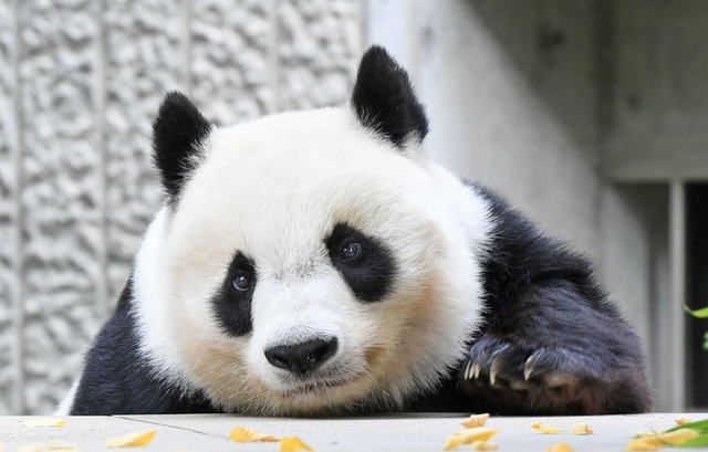 神戸市立王子動物園のジャイアントパンダ「タンタン（旦旦）」。心臓疾患の可能性があり、投薬治療を始めた＝神戸市灘区王子町３