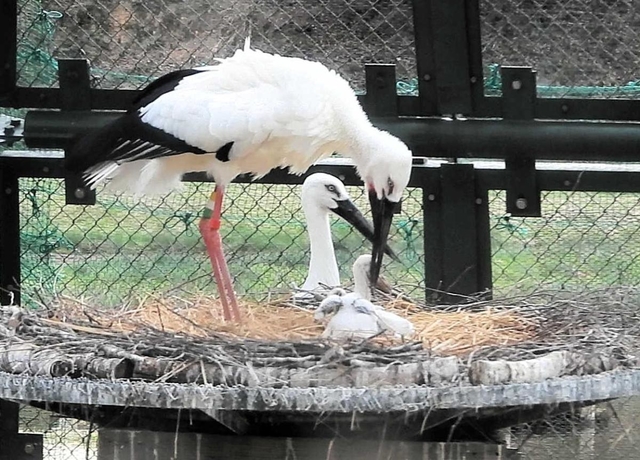 ひなの世話をするコウノトリのペア＝豊岡市祥雲寺（兵庫県立コウノトリの郷公園提供）