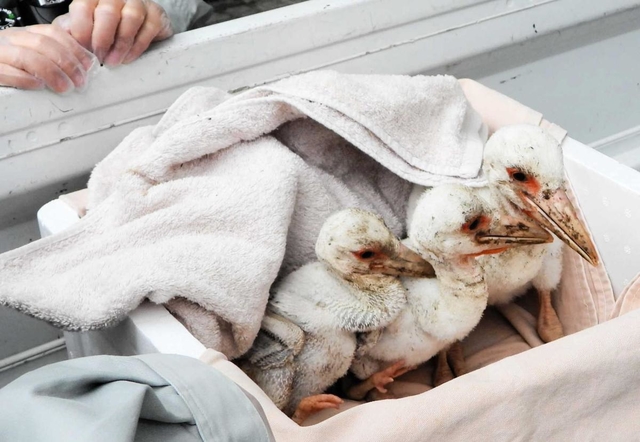 保護された３羽のひな（兵庫県立コウノトリの郷公園提供）