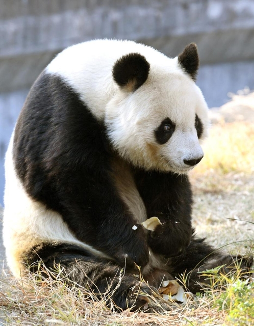 神戸市立王子動物園のジャイアントパンダ「タンタン（旦旦）」。心臓疾患の可能性があり、投薬治療を始めた＝神戸市灘区王子町３