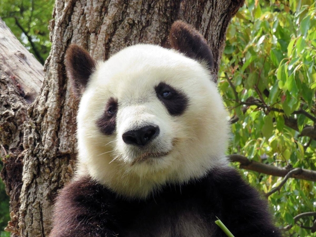 心臓の収縮力が下がり、強心薬の投与を受け始めたジャイアントパンダのタンタン＝３０日午前、王子動物園（神戸市提供）