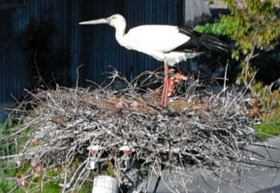 親鳥の足元で顔をのぞかせるコウノトリのひな＝５日午後、淡路市内