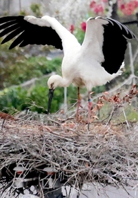 巣の中でくちばしを広げ親鳥にえさをねだるコウノトリのひな＝６日午前、淡路市内（撮影・岡本好太郎）