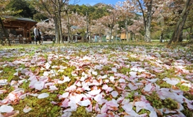 空を舞った花びらが地面へ。見頃は早くも終わろうとしている＝高砂市阿弥陀町地徳