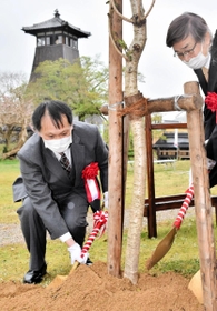 記念の桜の木を植樹する池口仁さん（左）ら＝１４日午前、豊岡市出石町内町