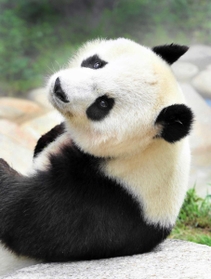 王子動物園のジャイアントパンダ「タンタン」
