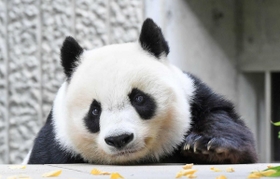 神戸市立王子動物園のジャイアントパンダ「タンタン（旦旦）」。心臓疾患の可能性があり、投薬治療を始めた＝神戸市灘区王子町３