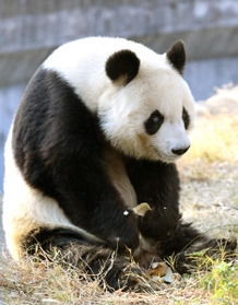 神戸市立王子動物園のジャイアントパンダ「タンタン（旦旦）」。心臓疾患の可能性があり、投薬治療を始めた＝神戸市灘区王子町３