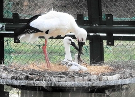 ひなの世話をするコウノトリのペア＝豊岡市祥雲寺（兵庫県立コウノトリの郷公園提供）