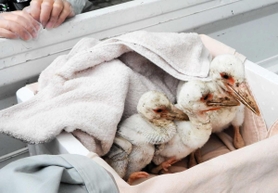 保護された３羽のひな（兵庫県立コウノトリの郷公園提供）