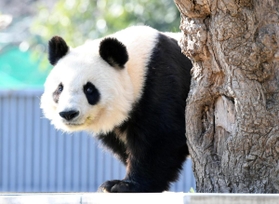 神戸市立王子動物園のジャイアントパンダ「タンタン（旦旦）」。心臓疾患の可能性があり、投薬治療を始めた＝神戸市灘区王子町３