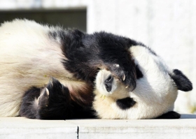 神戸市立王子動物園のジャイアントパンダ「タンタン（旦旦）」。心臓疾患の可能性があり、投薬治療を始めた＝神戸市灘区王子町３