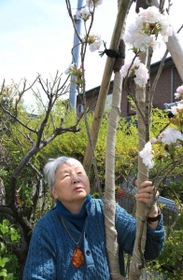 尼崎ＪＲ脱線事故で負傷後に自死した息子を思い、植えた桜を見上げる岸本早苗さん＝宝塚市（撮影・斎藤雅志）