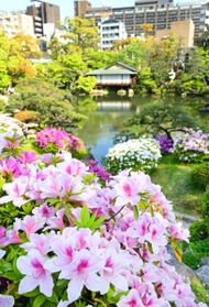 日本庭園に彩りを添えるツツジ＝神戸市中央区中山手通５、相楽園