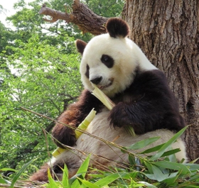 心臓の収縮力が下がり、強心薬の投与を受け始めたジャイアントパンダのタンタン＝３０日午前、王子動物園（神戸市提供）