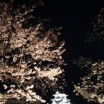 ライトアップされた満開のサクラ＝１日夜、姫路市本町