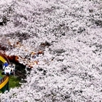 満開の桜の中で乗り物に乗って楽しむ親子連れ＝神戸市灘区王子町３、王子動物園