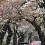 雨に打たれ、花びらを舞い散らせるソメイヨシノ＝４日午後、神戸市灘区