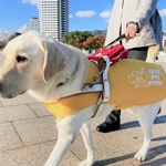 神戸市内で活動する盲導犬＝神戸市中央区