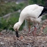 ふ化が確認されたコウノトリのひな＝６日午前、淡路市内（撮影・岡本好太郎）